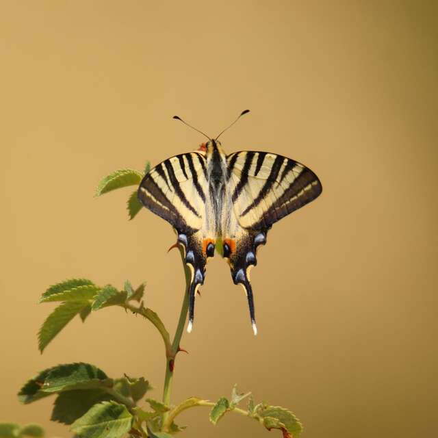 Les papillons de la Réserve