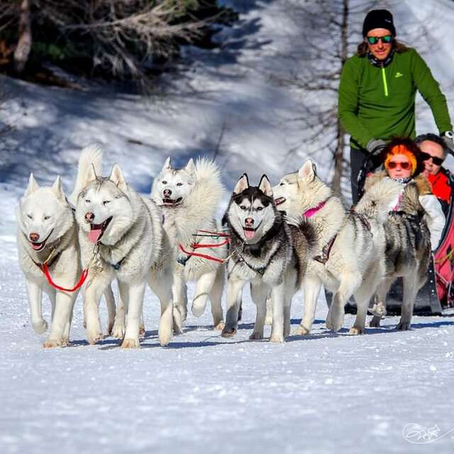 Traineau des Loups Blancs