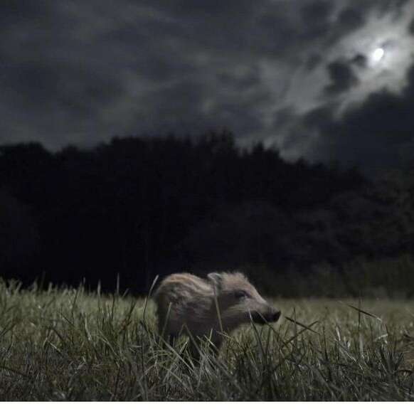 Soirée ciné nature "La Nuit des Animaux"