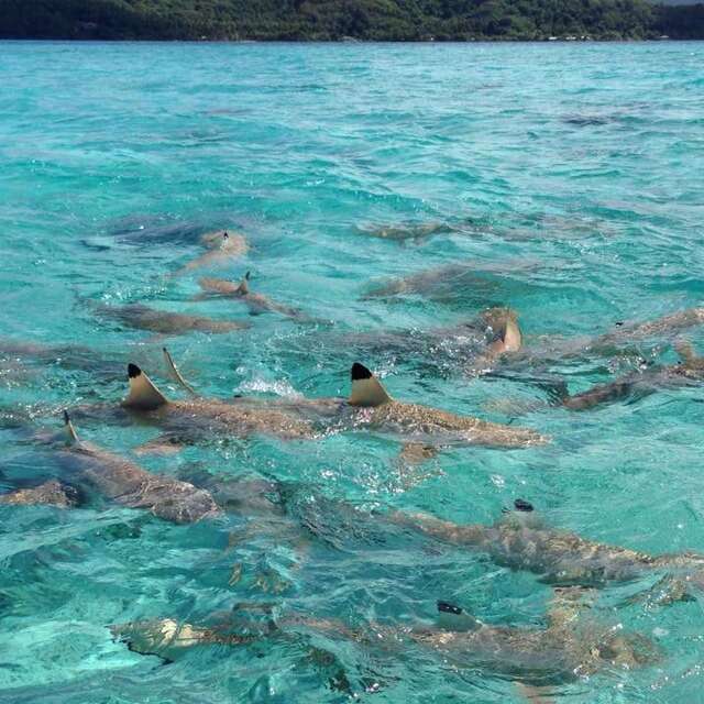 Terainui Tours