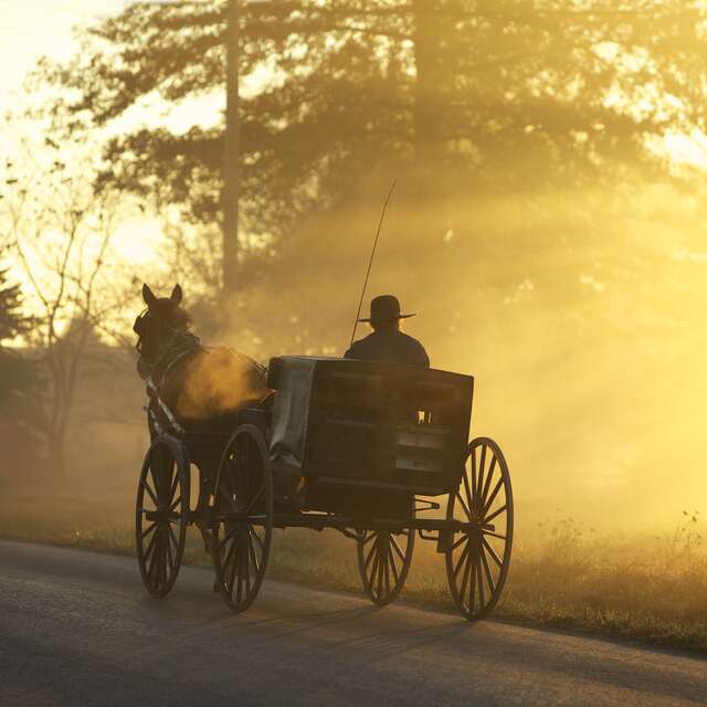 Les étangs de la Dombes, le temps d'une visite en calèche