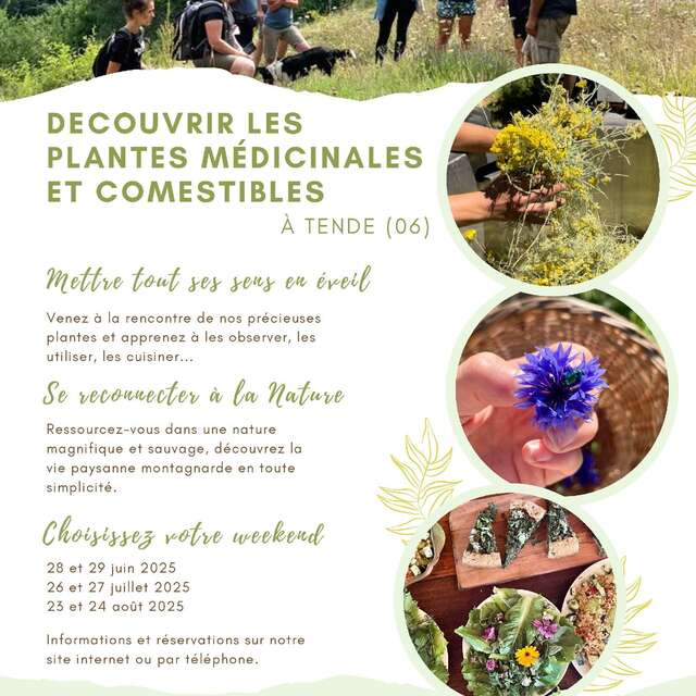 Week-end découverte des plantes médicinales et comestibles en montagne