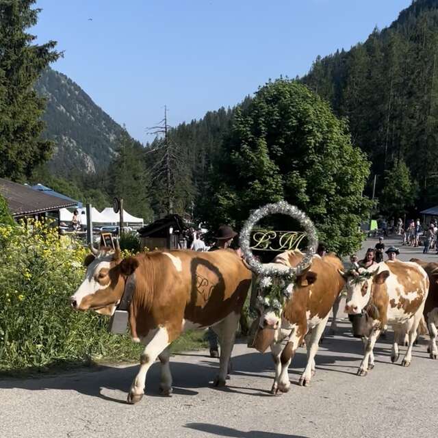 Fête de la transhumance à Casterino