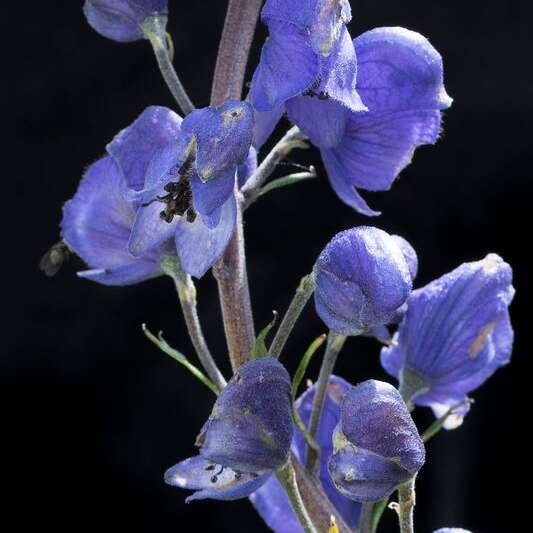Super-powers of mountain plants" conference