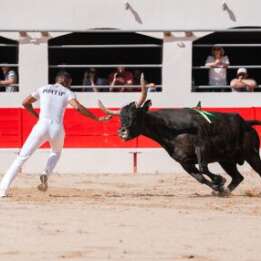 Feria - Course Camarguaise "Trophée des AS"