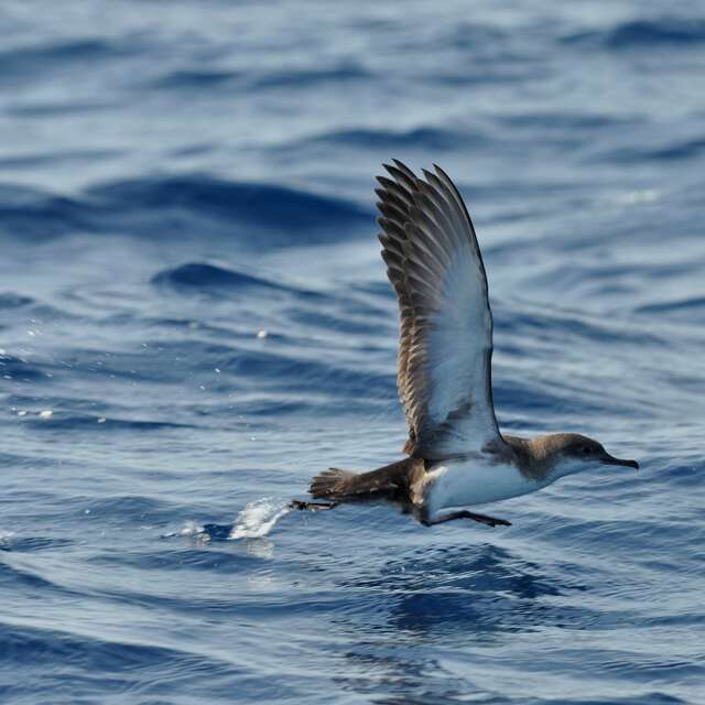 Point rencontre : L'ornithologie par la plume (Porquerolles)