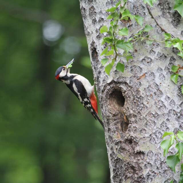 L' arbre et l'oiseau - Fête de la nature