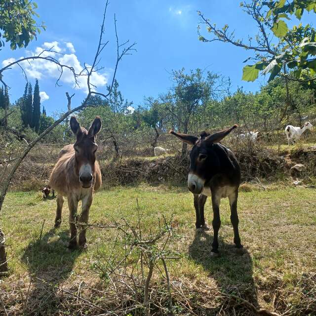 Visite de La petite ferme de la Gaudina, association le Coeur sur la Patte