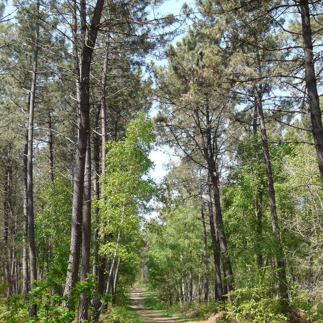 Bosque de Boudré