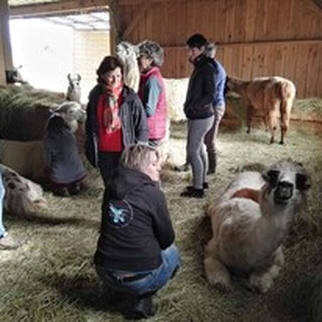 Séminaire : Lamas Coaching®