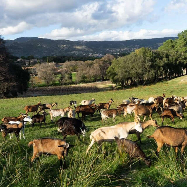 Les Chèvres de San Peire - Fromagerie artisanale