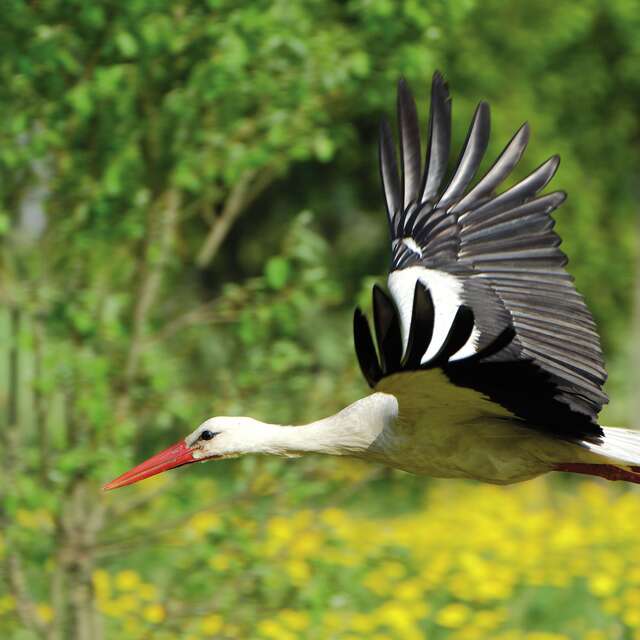 From storks to herons