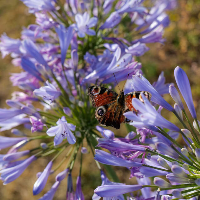 A hauteur d'insectes