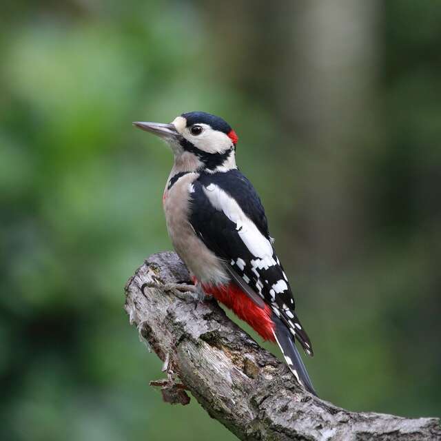 Pic et pic et ramdam dans la forêt - Animation enfant autour des oiseaux