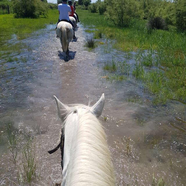 Balade à cheval du Mas Saint Germain