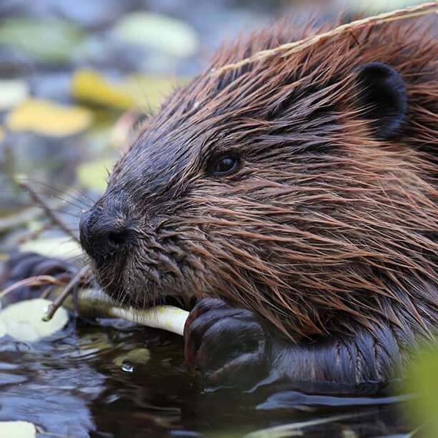 Sur les traces du castor