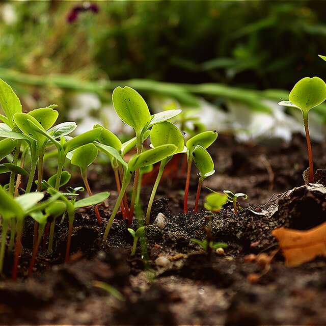 Stage "Démarrer son potager bio" à Cucuron