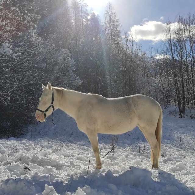 Les Cham'poneys de la liberté