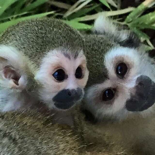 Visite guidée du Jardin Zoologique Tropical