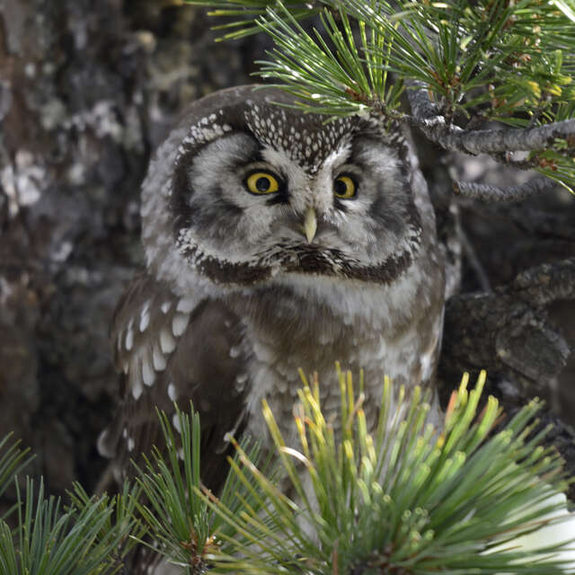 Voyage au coeur de la biodiversité nocturne