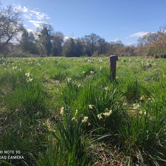 Visite des prairies humides de la Brague