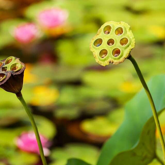 Trocs de graines et de plants