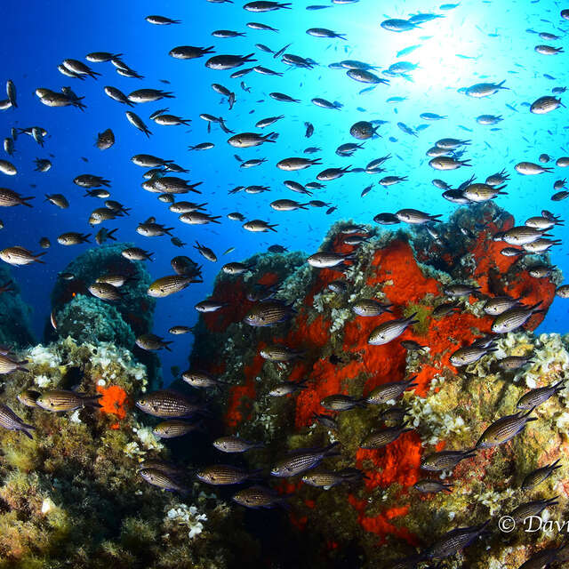 Club sous l'eau