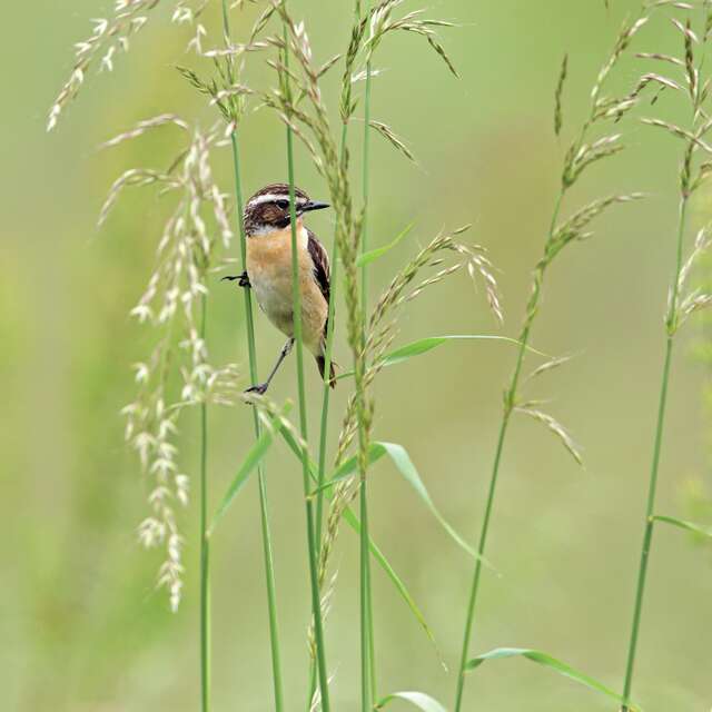 Pájaros invisibles de los valles bajos