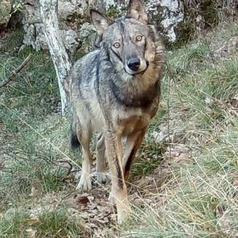 Conférence " Sur les traces des loups : ni pour, ni contre"