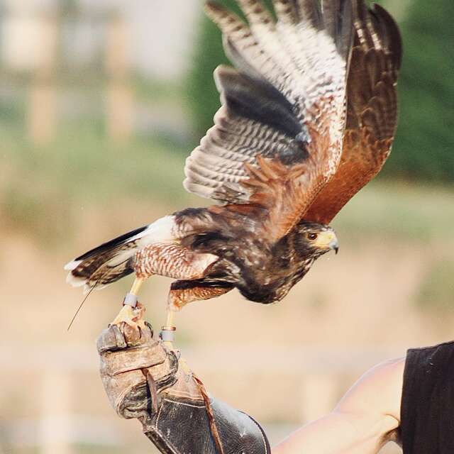 Explorez le monde fascinant des animaux rapaces