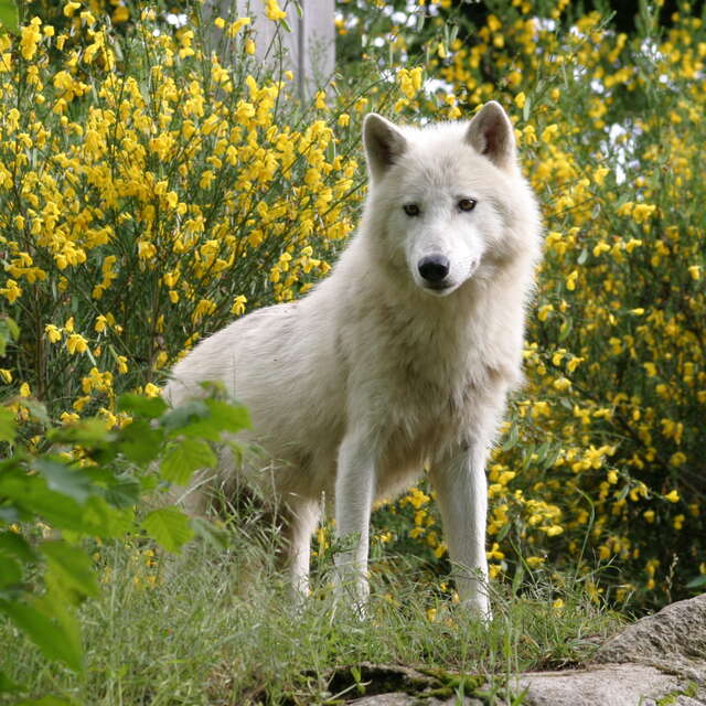 Les 40 ans du Parc Les Loups du Gévaudan en Lozère