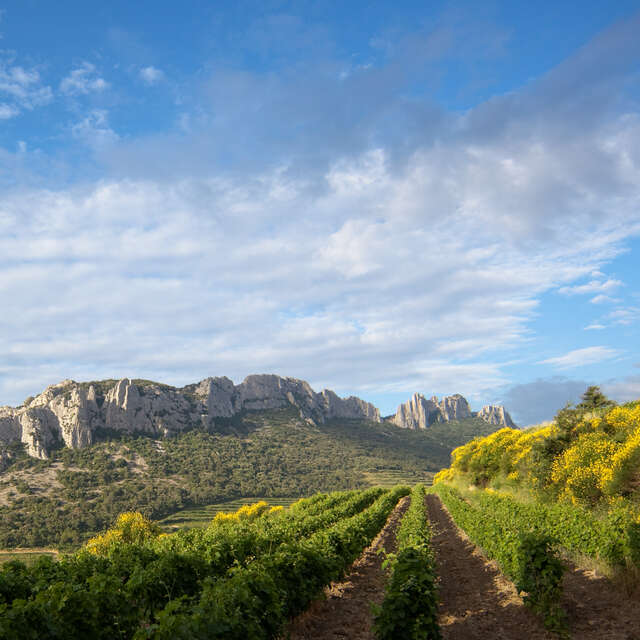 Weingut Domaine de Fenouillet