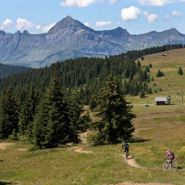 Downhill MTB - La Coyote