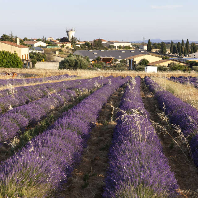 Valensole