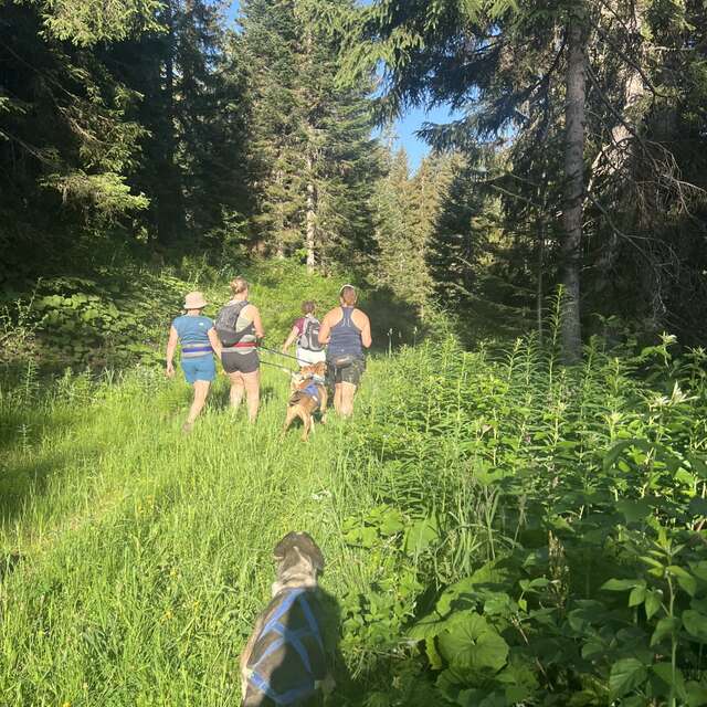 Dog Hiking