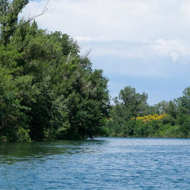 Le secret des arbres