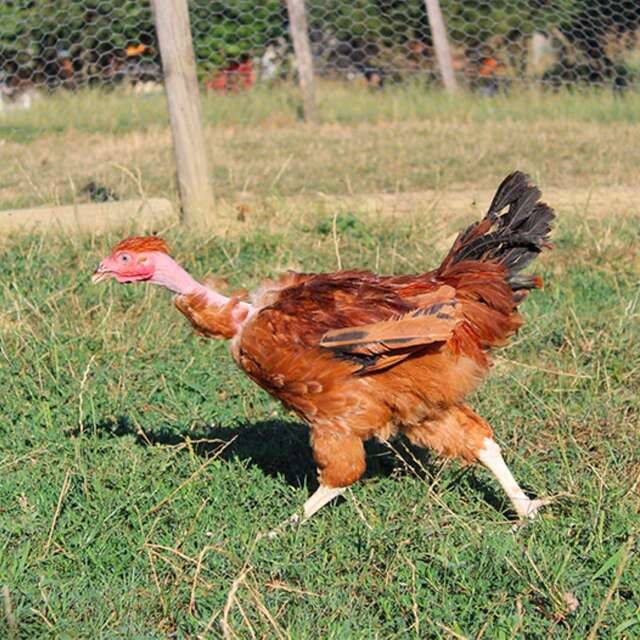 Le poulet gambadeur