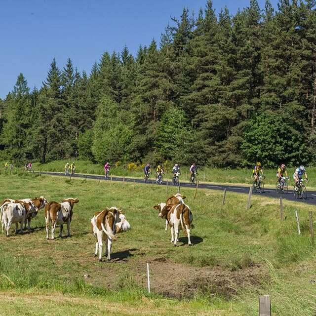 36 - Panoramas, sucs et forêts