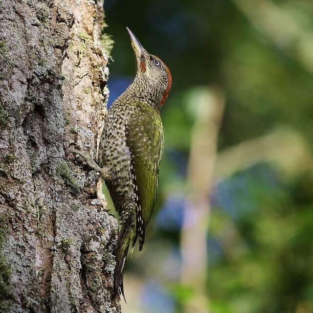 Vogelbeobachtung an der Lieurette