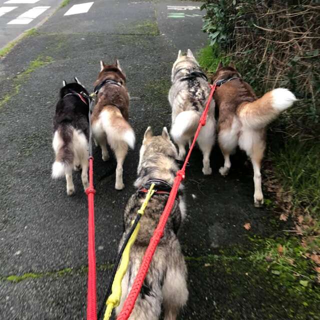 Anjou Trott Evasion - Husky Passion