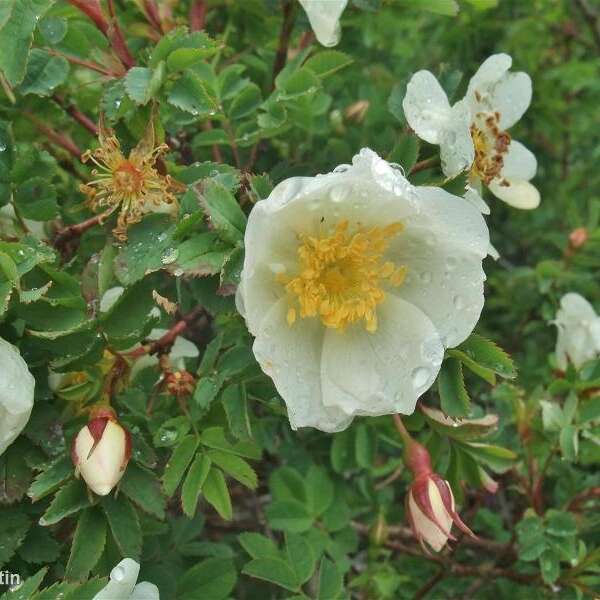 Mountain plants and cosmetics" conference