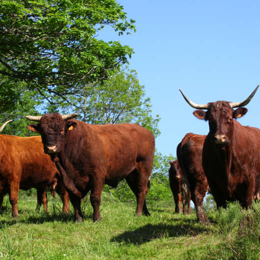 Séjour à la ferme