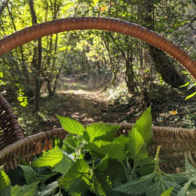 Balade découverte Plantes Sauvages