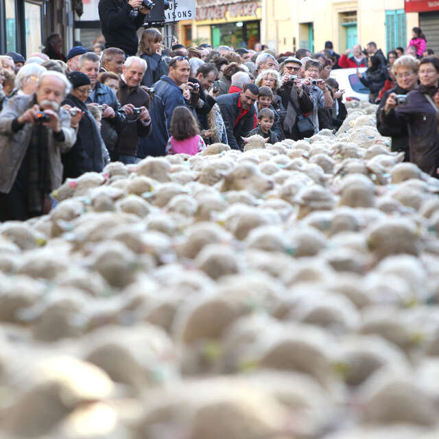 Fête des Bergers et des Traditions