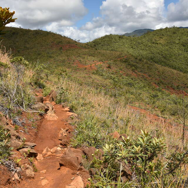 Sentier Nothofagus