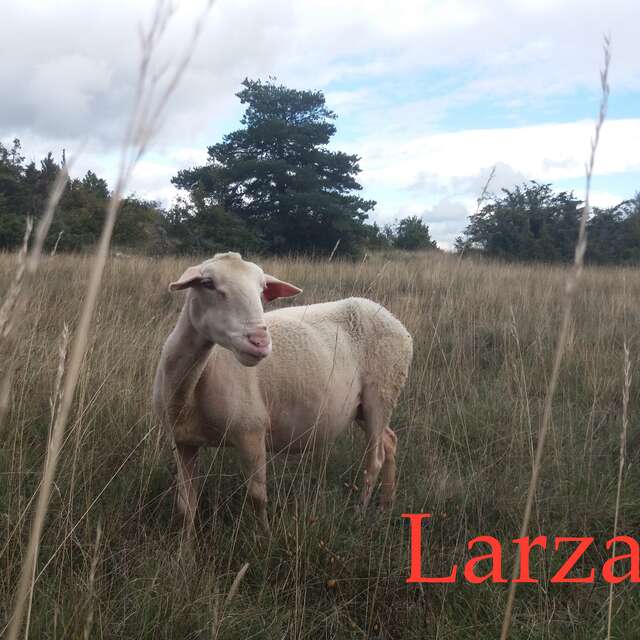 Larzac - Cie 13.36