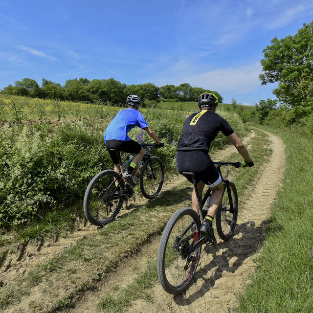 La forêt de Mantaille