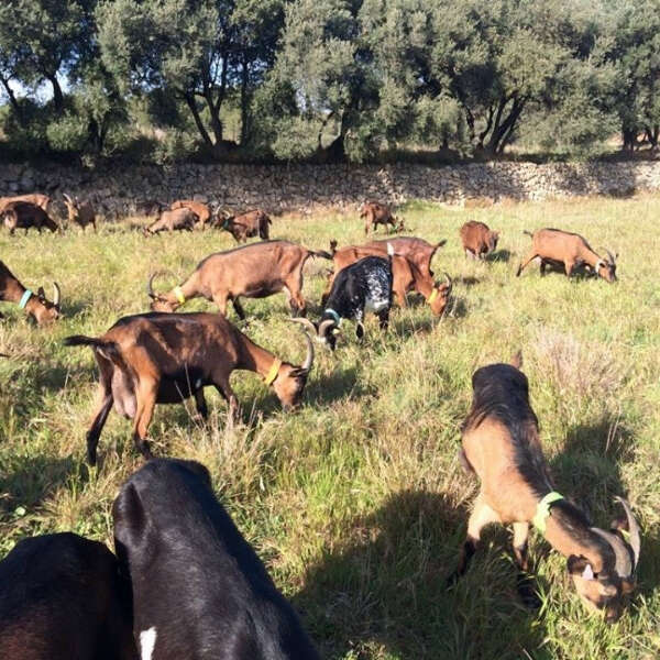 Les chèvres de la Baume