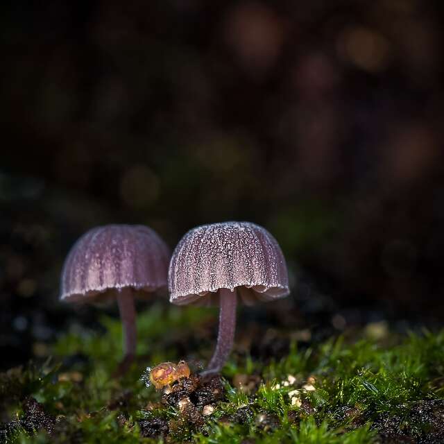Exhibition: Mushroom stories