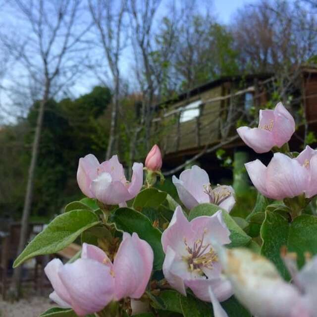 Bed & breakfast Gaïa Luna "La cabane en lisière de forêt"
